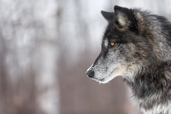 Yellowstone Wolves and Winter 4Day/3Night Adventure from Montana - Photo 1 of 25